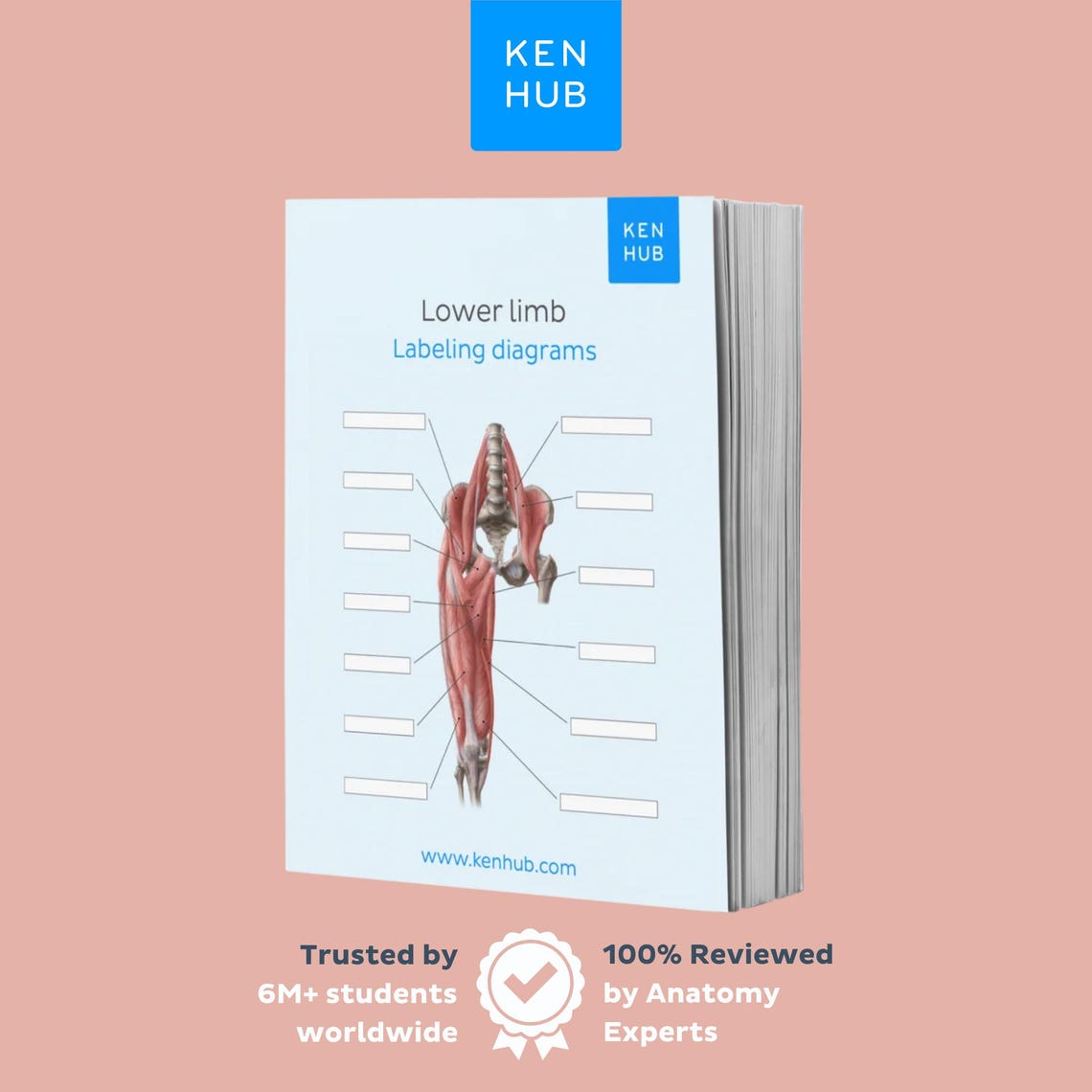 Lower Limb Anatomy Labeling Worksheets With Keys | Hip, Knee, Foot ...