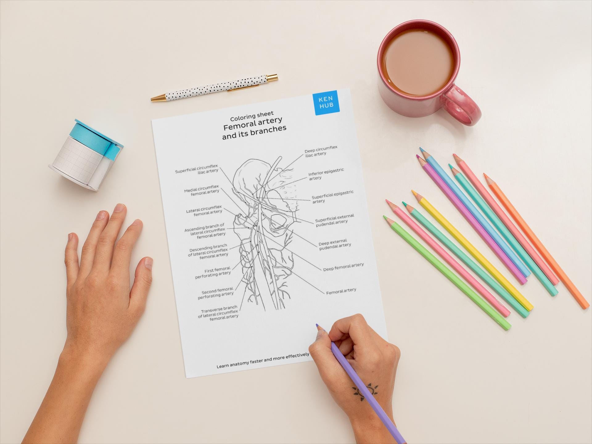 Lower Limb Anatomy Coloring Worksheets, 45 Pages | Hip, Knee, Foot PDF ...