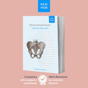 May include: A textbook titled "Pelvis and perineum Labeling diagrams" with a detailed anatomical illustration of the pelvis. The book has the "KEN HUB" logo and the text "Trusted by 6M+ students worldwide" and "100% Reviewed by Anatomy Experts".