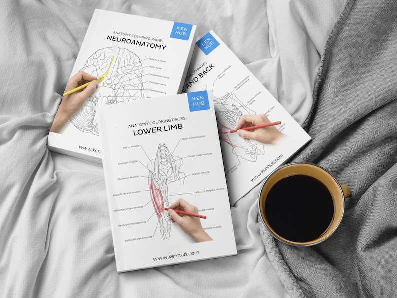 Head and Neck Anatomy Coloring Worksheets, 132 Pages | Skull, Cranial ...