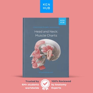 May include: A textbook titled "Head and Neck: Muscle Charts" with a detailed anatomical illustration of the head and neck. The cover is a muted blue with the Kenhub logo. The text includes "Cheat Sheet (English Terminology)" and "Trusted by 6M+ students worldwide."