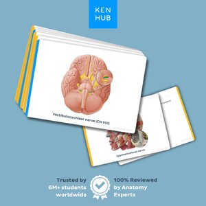 May include: A stack of educational anatomy flashcards featuring the Kenhub logo. The top card displays a detailed illustration of the human brain with the text Vestibulocochlear nerve (CN VIII). Other cards show anatomical structures and labels.