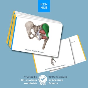 May include: A stack of flashcards with anatomical illustrations. The top card shows the gluteus medius muscle, colored green, with the text "Gluteus medius muscle." The Ken Hub logo is in the top corner. The bottom of the image has the text "Trusted by 6M+ students worldwide" and "100% Reviewed by Anatomy Experts."