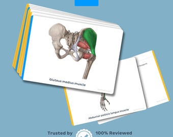 Tarjetas didácticas de anatomía muscular / 184 músculos, origen, inserción e inervación (descarga digital)