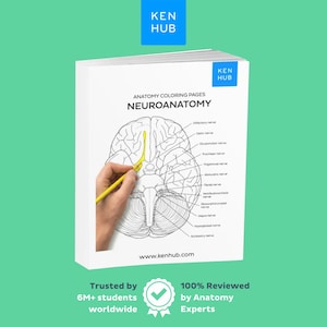 Op de afbeelding: Een wit anatomie kleurboek getiteld "NEUROANATOMY" met een hersendiagram en een hand die een gele pen vasthoudt. Het boek heeft het "KEN HUB" logo en de website www.kenhub.com. De tekst "Trusted by 6M+ students worldwide" is ook zichtbaar.