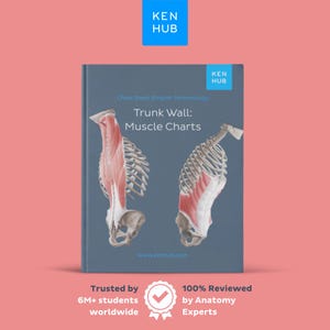 May include: A textbook titled "Trunk Wall: Muscle Charts" with anatomical illustrations of the human torso. The cover is blue with the Ken Hub logo. The text includes "Trusted by 6M+ students worldwide" and "100% Reviewed by Anatomy Experts".