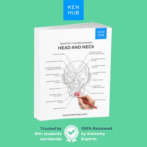 May include: A white anatomy coloring book titled "Head and Neck" with detailed illustrations of facial muscles. A hand with a red pen is colouring a section of the drawing. The Ken Hub logo is visible at the top and bottom of the book.