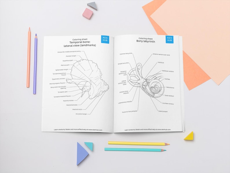 Head and Neck Anatomy Coloring Worksheets, 132 Pages | Skull, Cranial ...