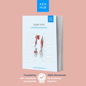 May include: A stack of anatomy labeling diagrams titled "Upper limb" with illustrations of arm muscles and bones. The Ken Hub logo is in the upper right corner. The text "Trusted by 6M+ students worldwide" and "100% Reviewed by Anatomy Experts" are at the bottom.