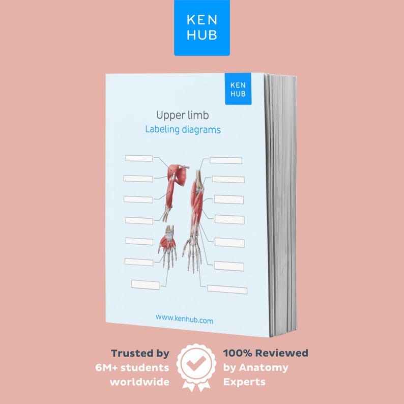 Upper Limb Anatomy Labeling Worksheets With Keys | Shoulder, Hand ...