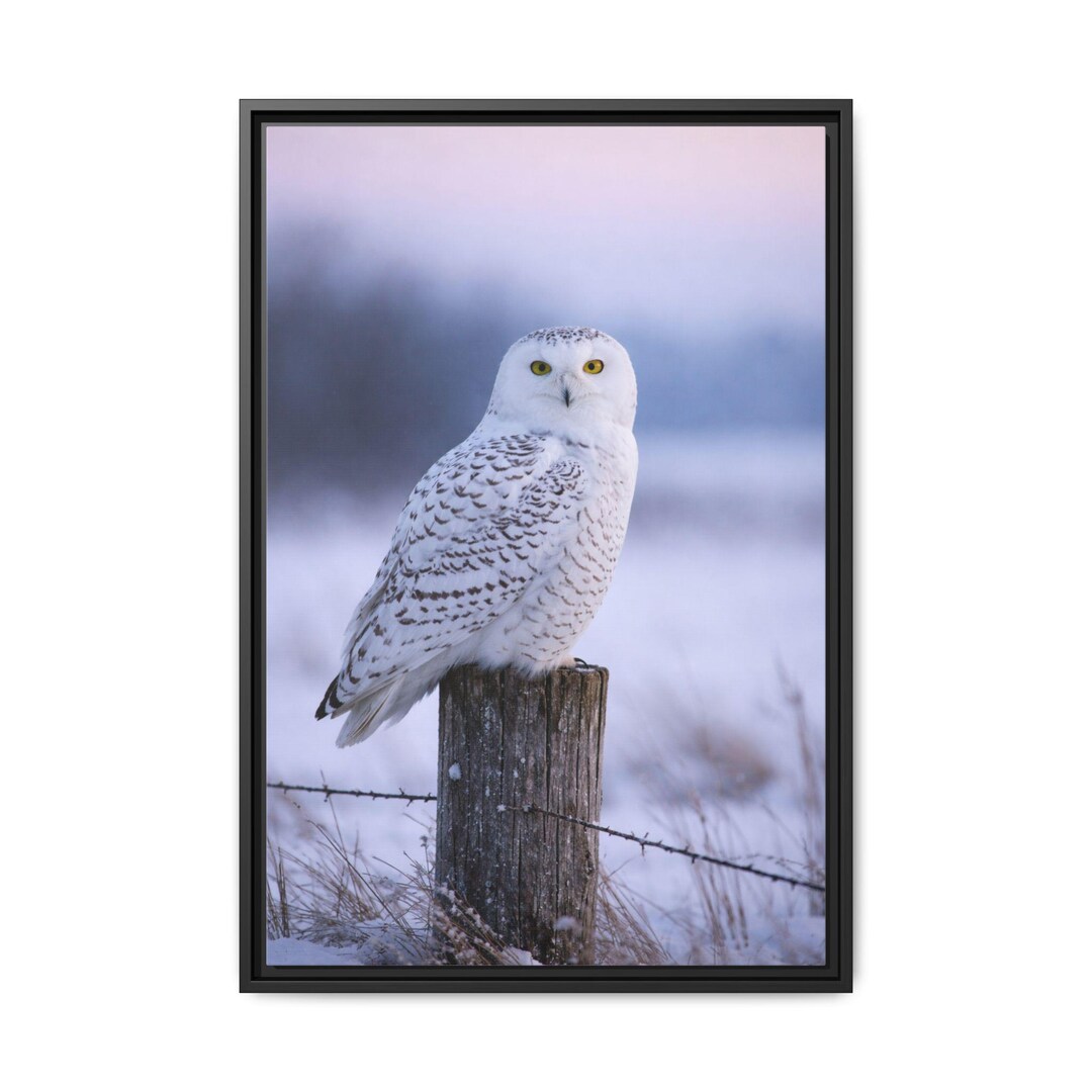 Snowy Owl Photograph Matte Canvas Framed | Winter Wildlife Wall Art - Etsy