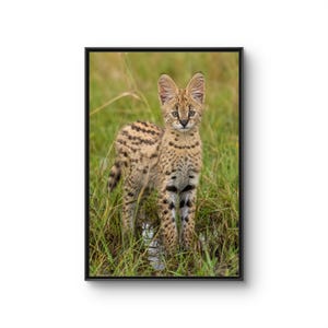 Puede incluir: Una impresión artística enmarcada que muestra a un serval joven de pie entre hierba alta verde. El felino salvaje tiene un pelaje color canela con manchas y rayas negras distintivas, orejas grandes y erguidas, y una complexión delgada y detallada.