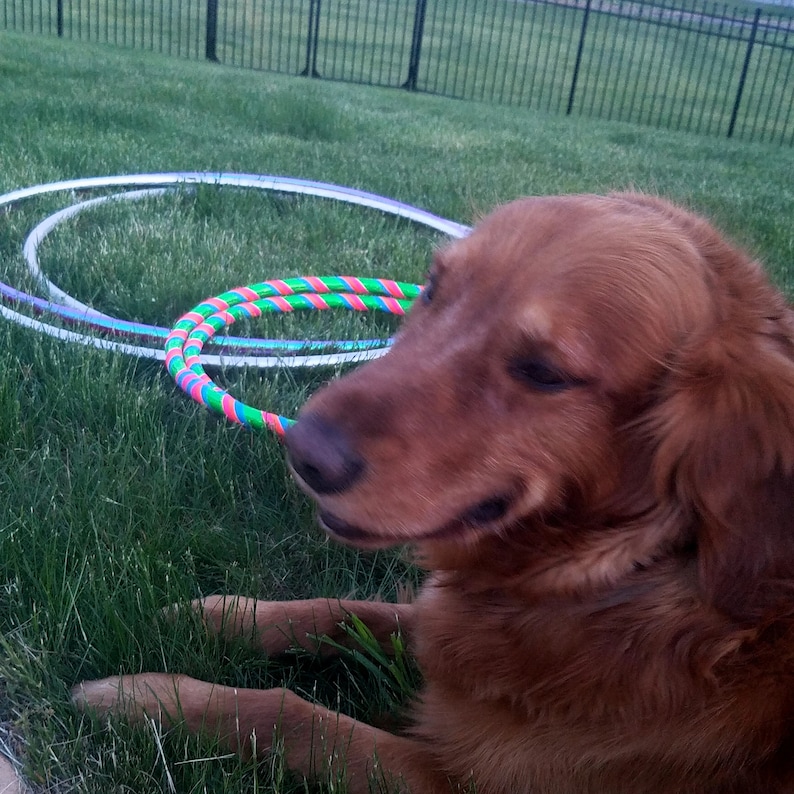 Dog Training Hula Hoop Pet Agility Hoop Travel Hoop Etsy