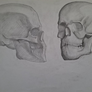 Könnte beinhalten: Bleistiftzeichnung von zwei menschlichen Schädeln, einer im Profil und der andere nach vorne gerichtet. Die Schädel sind mit verschiedenen Grautönen schattiert, die die Knochenstruktur und die Details von Schädel und Kiefer hervorheben.