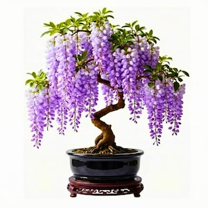 May include: A bonsai wisteria tree with cascading purple flowers. The tree has a dark brown trunk and green leaves. It is planted in a black ceramic pot, which sits on a dark wooden stand.
