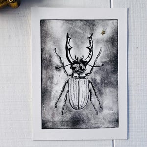 May include: Black and white print of a stag beetle on a white background. The beetle is detailed with large mandibles and intricate body markings. A small star is visible in the upper right corner.
