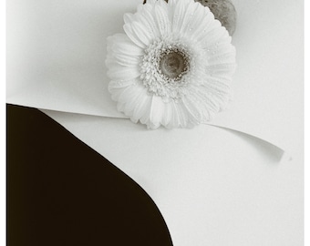 Fotografia minimalistyczna, martwa natura, fotografia artystyczna: czarno-biała dekoracja ścienna, gerbera (pobranie cyfrowe)