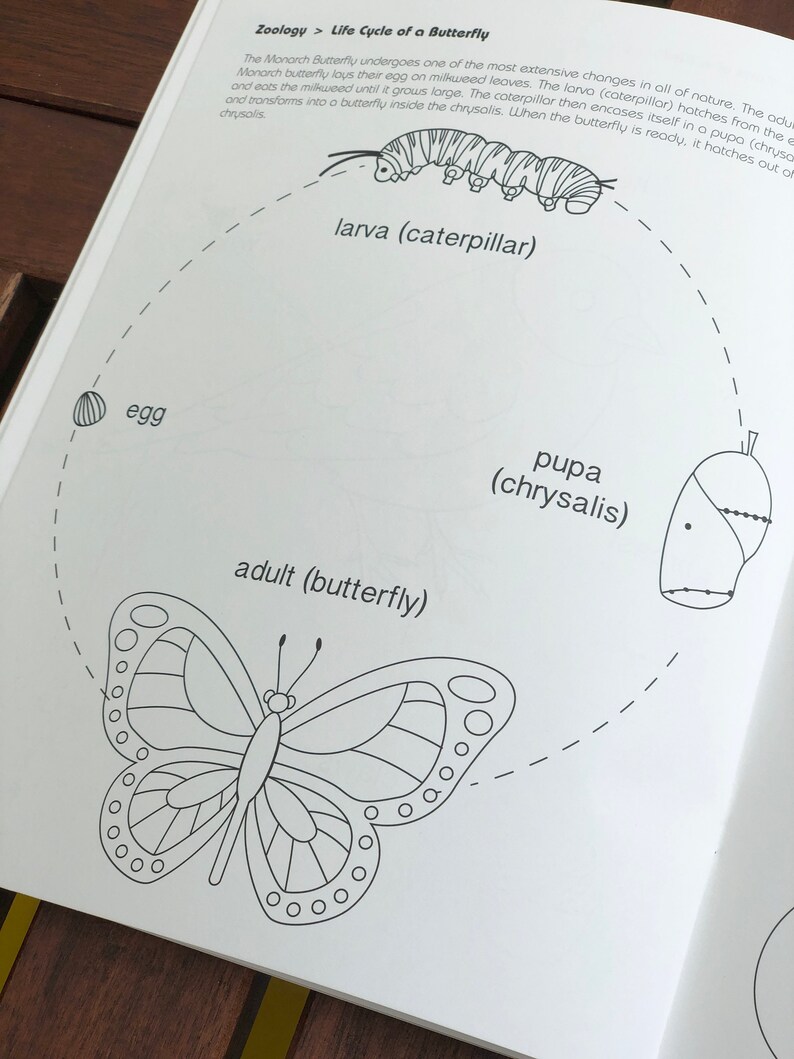 Montessori Educational Coloring Book Homeschool workbook | Etsy