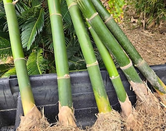 Seabreeze Bamboo - Live Starter Plant (cane with root ball)