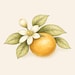 Clementine