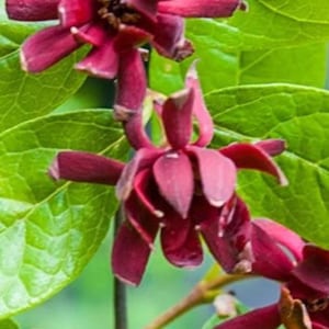 May include: Close-up of a flowering plant with deep burgundy flowers and vibrant green leaves. The flowers have multiple petals and a central cluster of stamens. The leaves are large and glossy, creating a striking contrast with the dark blooms.