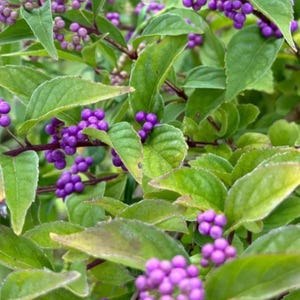 May include: Close-up of a plant with vibrant green leaves and clusters of small, round, purple berries. The berries are densely packed, creating a striking contrast against the green foliage. The image showcases the natural beauty of the plant.