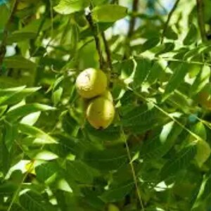 Black Walnut Tree Juglans Nigra Quart Pot 18-24" Native Tree