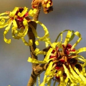 May include: Close-up of a witch hazel branch with vibrant yellow, ribbon-like petals and deep red centers. The flowers are in full bloom, showcasing their unique, fringed appearance against a soft, blurred background.