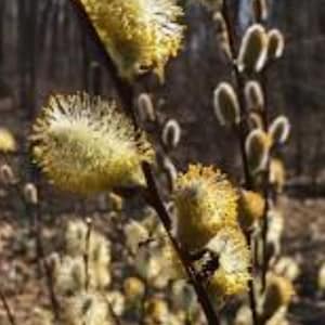 Pussy Willow 2-3' Quart Pot Salix Discolor