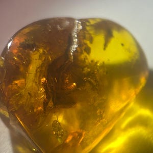 昆虫が内包された希少なバルト海産琥珀の化石、天然琥珀標本、古代の生命、一点もの