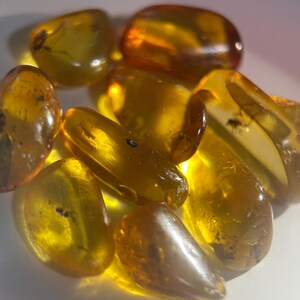 Puede incluir: Una colección de piedras de ámbar pulidas y translúcidas en varios tonos de amarillo dorado y naranja. Varias de las piezas lisas y redondeadas contienen inclusiones oscuras visibles, incluidos pequeños especímenes de insectos atrapados dentro de la resina fosilizada.