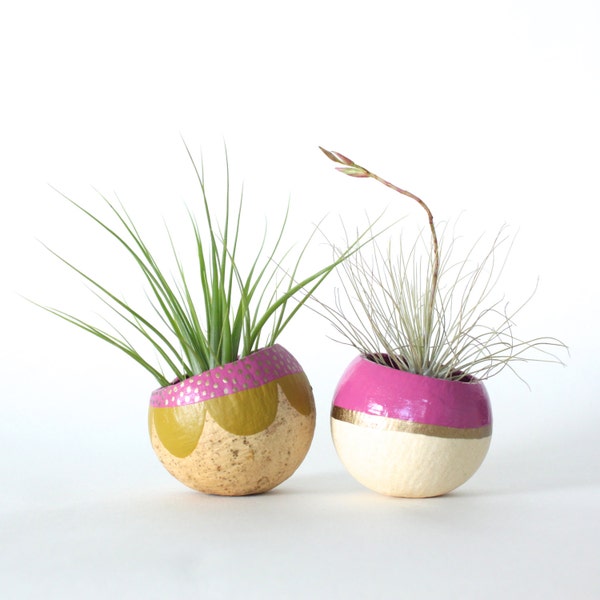 Air Plant Planter Duo with Air Plants  -  Pink, Chartreuse & Gold.  Ready to ship.