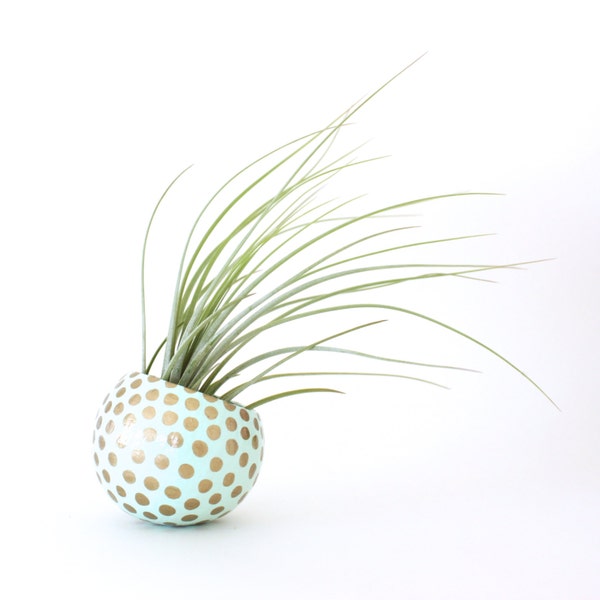 Air Planter with Air Plant - Mint with Gold Dots
