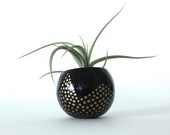 Air Plant Pflanzer mit Air Plant - Black & Gold punktiert Chevrons.  Halloween Dekor