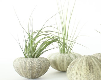 Green Urchin Air Plant Planter with Air Plant