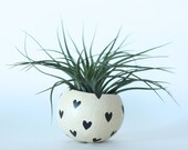 Air Plant Planter with Air Plant - Natural with Black Hearts.