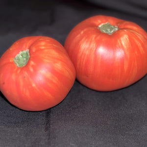 May include: Two ripe, red tomatoes with yellow striping and green stems. The tomatoes are round and appear fresh, with a smooth skin. The background is a dark, solid color, making the tomatoes the focal point.