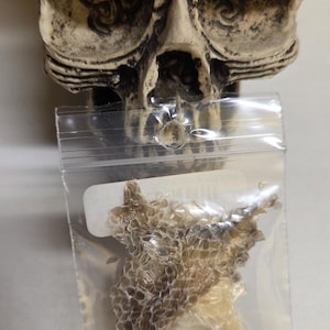 May include: A beige skull figurine with dark accents is positioned above a clear plastic bag. Inside the bag is a piece of shed snake skin, displaying a pattern of beige and brown scales. The items are set against a white background.