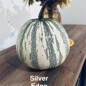 Peut inclure: Une citrouille ronde de couleur crème avec des rayures vertes verticales. La citrouille a une tige marron foncé et est posée sur une surface en bois. Le texte "Silver Edge" est visible.