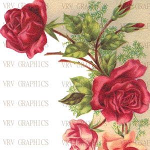 Shabby Rose Corner Swag Flowers Digital Download Image Vintage French Postcard Clipart Art Graphic vs0072