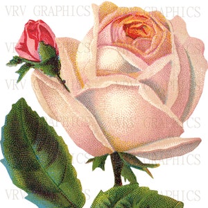 Shabby Pink Peach Rose and Bud Flowers Instant Download Image Vintage Postcard Clipart Image Art Graphic vs0085
