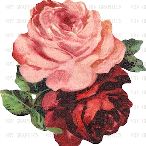 May include: A vintage illustration of two roses, one pink and one red, with green leaves. The roses are in full bloom and have a detailed, textured appearance.