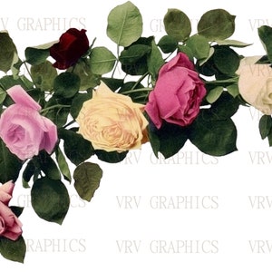 Rambling Swag Pink Red Yellow Peach Corner Roses Instant Download Vintage Postcard Clipart Printable Graphic vs0013