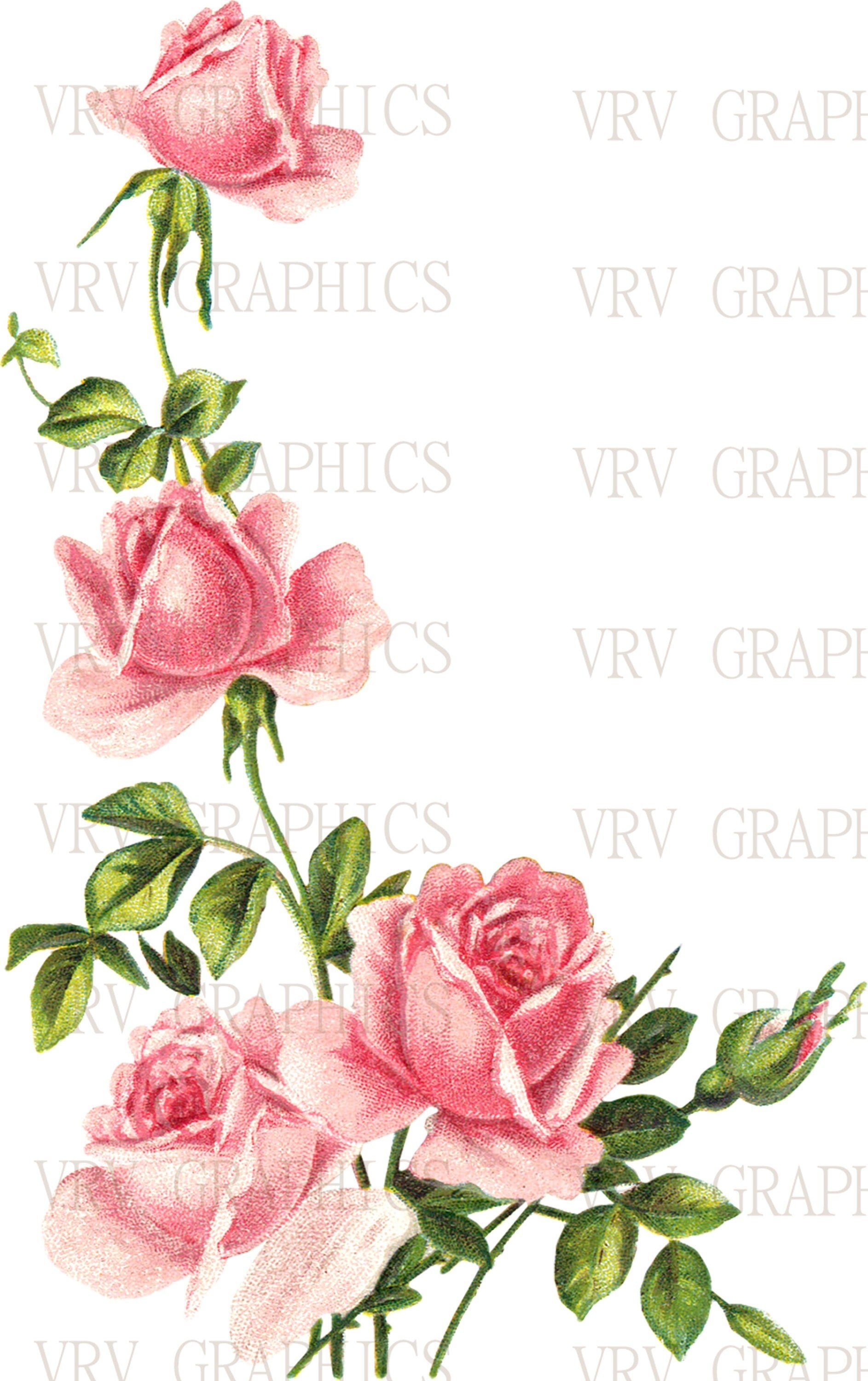 Rambling Pink Rose Vine Flowers Instant Download Vintage French