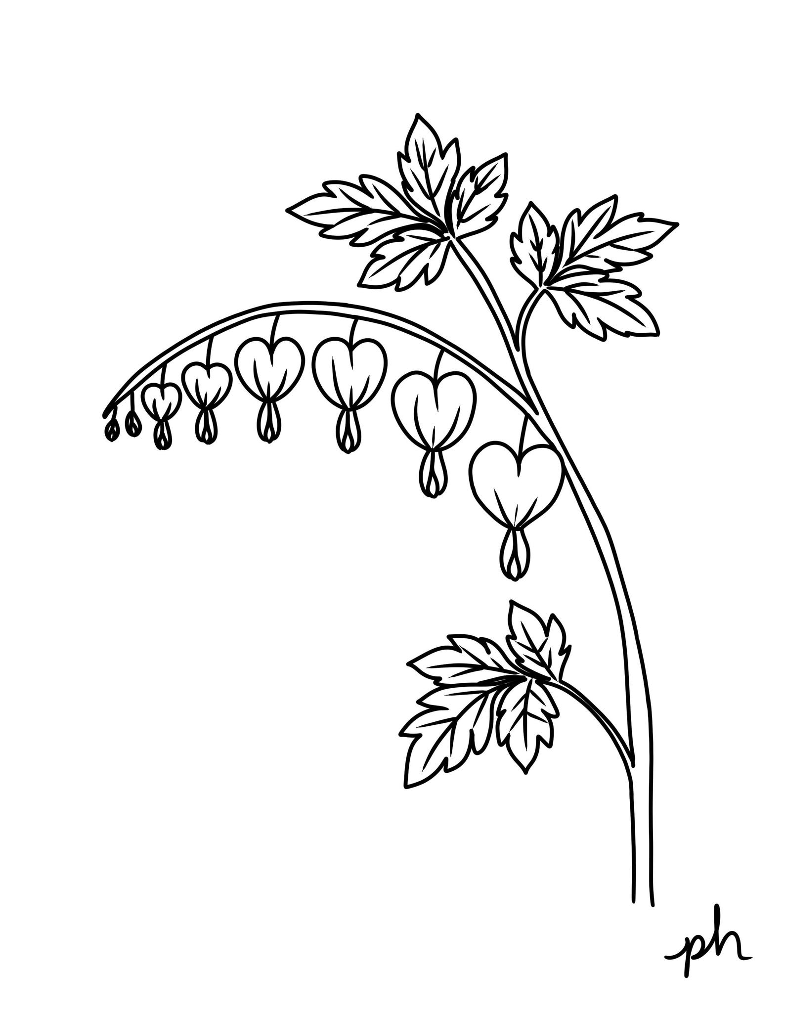 Bleeding Heart Coloring Page | Hand Drawn Botanical Flower Line Art ...