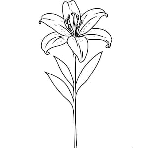 May include: A black and white line drawing of a lily flower. The flower has six petals and is in full bloom, with visible stamens and a long stem with several leaves. The illustration is on a white background.