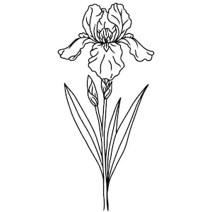 May include: A black and white line drawing of an iris flower. The flower has multiple petals and is in full bloom. The stem has two buds and long, pointed leaves. The artist's initials, "ph", are in the lower right corner.