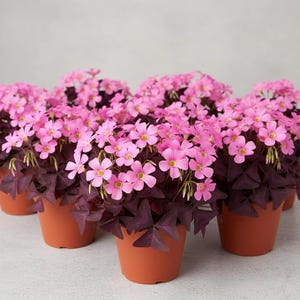 Peut inclure: Plusieurs plantes en pot avec des fleurs roses vives et un feuillage violet foncé. Les plantes sont dans des pots en terre cuite, créant une exposition colorée. Les fleurs ont des centres jaunes et sont en pleine floraison.