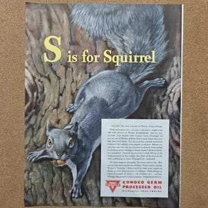 May include: A vintage advertisement featuring a gray squirrel on a tree trunk with the text S is for Squirrel. A white rectangular box contains text about Conoco Germ Processed Oil, including the Conoco logo and the phrase Oil-Plates Your Engine.