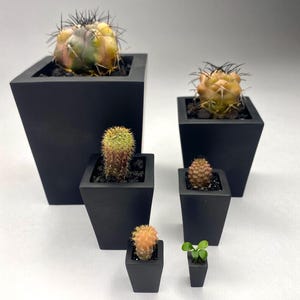 Puede incluir: Una colección de seis cactus variados y una pequeña planta verde, cada uno en una maceta cuadrada de color negro mate con forma cónica. Las plantas presentan diversas texturas, colores y patrones de espinas en diferentes tamaños.